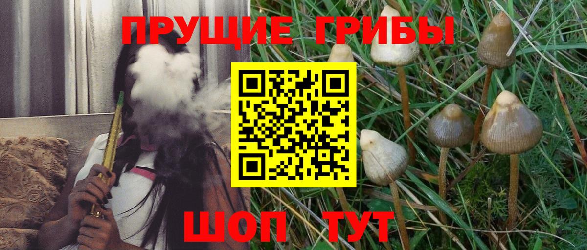 Светлоград  продажа наркотиков  Псилоцибиновые грибы Magic Shrooms  Вход с VPN  Псилоцибиновые грибы мицелий 